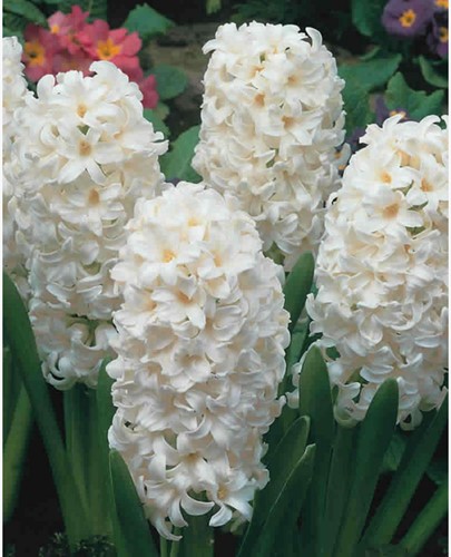 Giacinto 'Carnegie' (Hyacinthus)