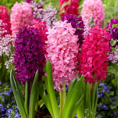 Giacinto Red Dream Mix - Hyacinthus