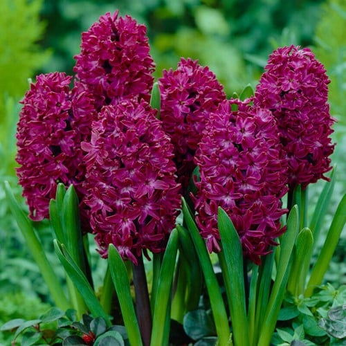 Giacinto Woodstock - Hyacinthus