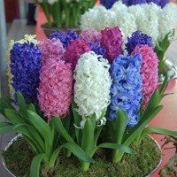 Hyacinthus Fantasy Mix - Giacinto