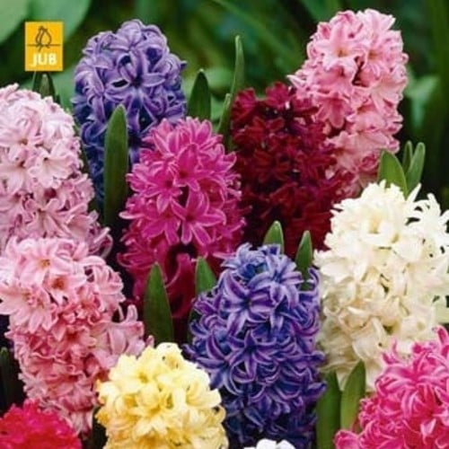 Giacinto Fantasy Mix - Hyacinthus