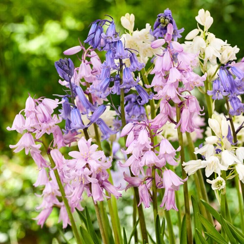 Scilla campanulata mix  - Giacinto spagnolo selvatico