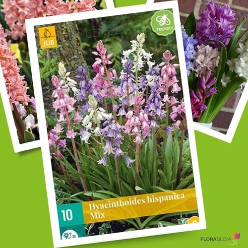 Hyacinthoides Hispanica Mix – Giacinto Spagnolo Selvatico