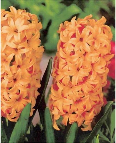 Giacinto 'Gipsy Queen' (Hyacinthus)