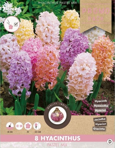 Assortimento Giacinto 'Pleasure' (Hyacinthus)