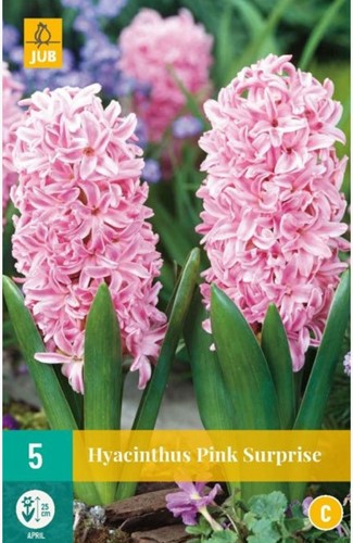 Giacinto Pink Surprise - Hyacinthus