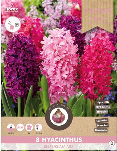 Giacinto Red Dream Mix - Hyacinthus