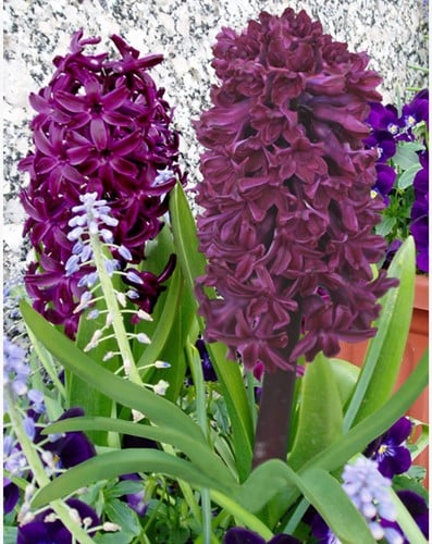 Giacinto 'Woodstock' (Hyacinthus)