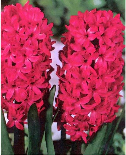 Giacinto Jan Bos - Hyacinthus