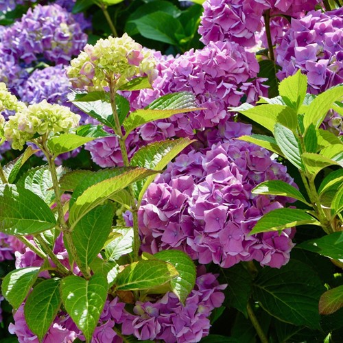Ortensia Rosa – Hydrangea