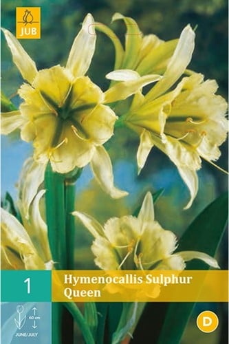 Hymenocallis Sulphur Queen – Ismene