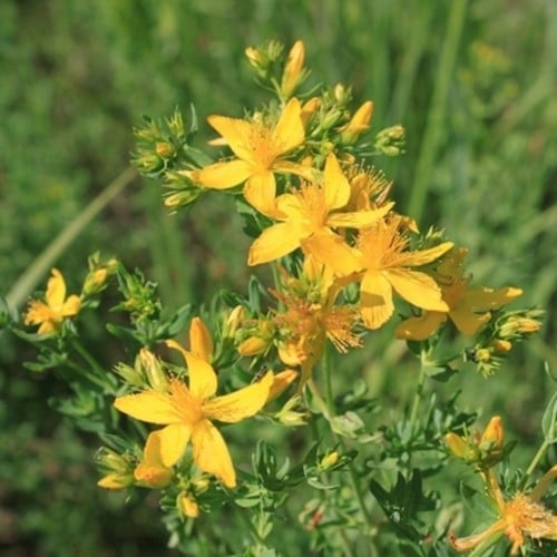 Erba di san Giovanni, Iperico Magical - Hypericum inodorum