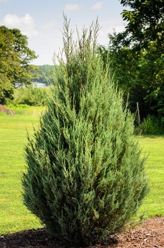 Ginepro 'Compressa' - Juniperus communis