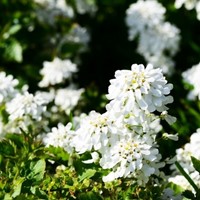 Scheefbloem Weisser Zwerg - Iberis sempervirens