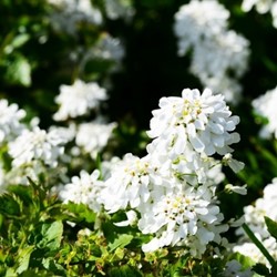 Iberis Weisser Zwerg - Iberis sempervirens