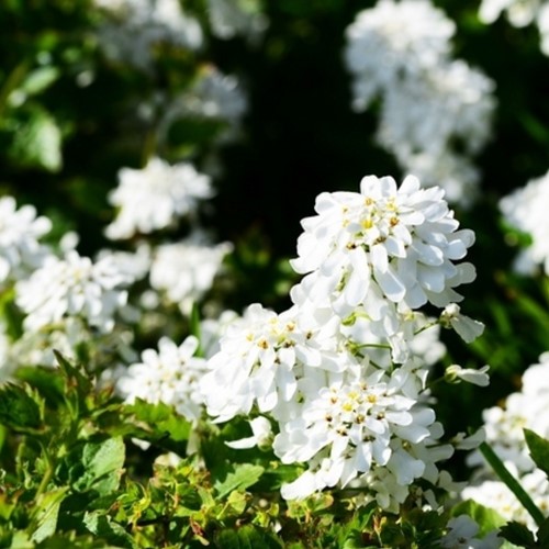 Iberis Weisser Zwerg - Iberis sempervirens