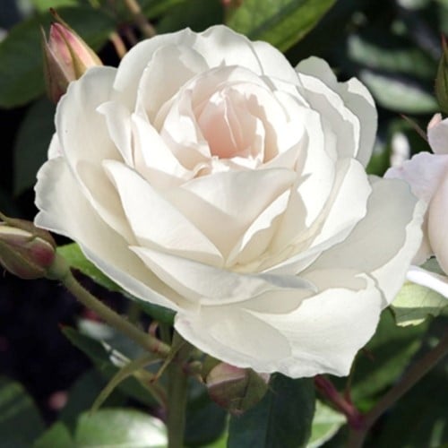 Rosaio Iceberg – Rosa floribunda