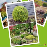 Ilex crenata Caroline Upright – Agrifoglio giapponese 30-40 C2 (Confezione da 6)-2