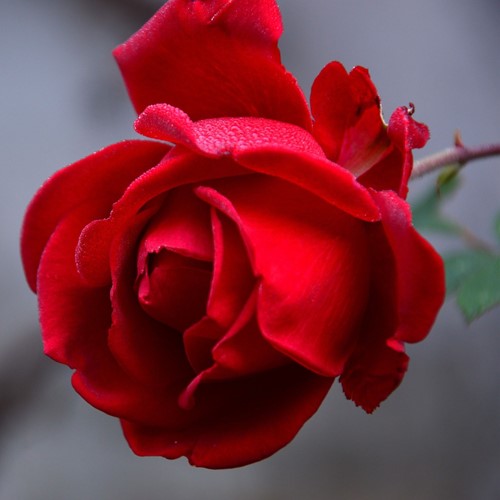 Rosa Ingrid Bergman – Rosa a Grandi Fiori