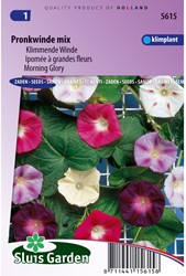 Ipomea grandiflora mix - Ipomoea