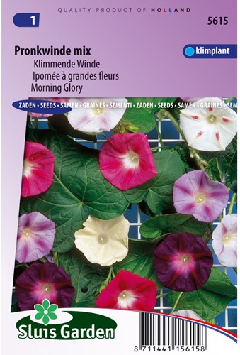 Ipomea grandiflora mix - Ipomoea