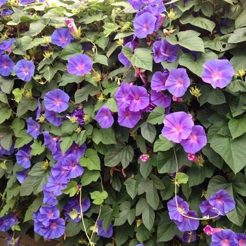 Ipomoea Grandiflora  - Campanello purpureo, Ipomea Grandiflora