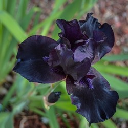 Giaggiolo Maggiore ‘Black Knight’ - Iris Germanica (Confezione da 3)