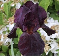 Giaggiolo maggiore Black Knight - Iris Germanica