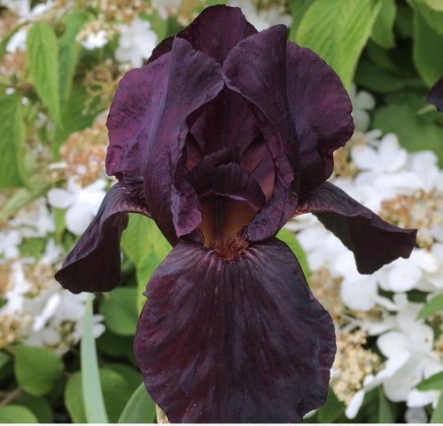 Giaggiolo maggiore Black Knight - Iris Germanica