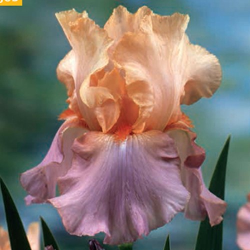 Iris Germanica Crazy for You - Giaggiolo