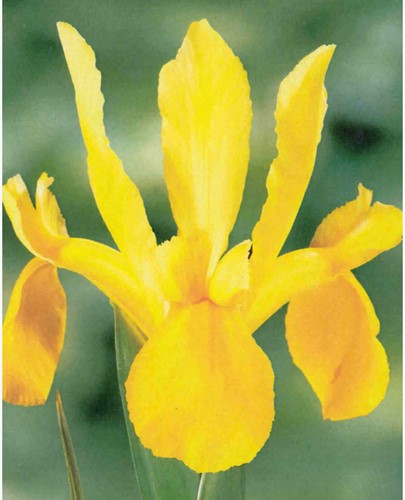 Iris Hollandica Giallo