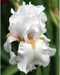 Iris Germanica Immortality - Baardiris (Driepack)