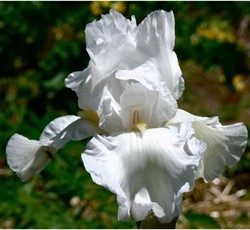 Giaggiolo maggiore Immortality - Iris Germanica