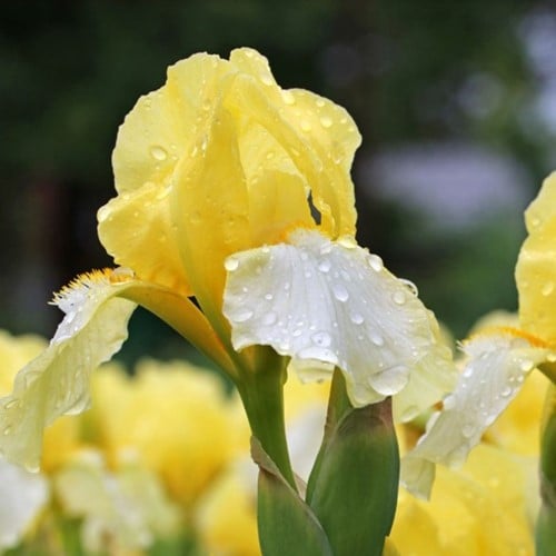Giaggiolo maggiore Lime Fizz - Iris Germanica