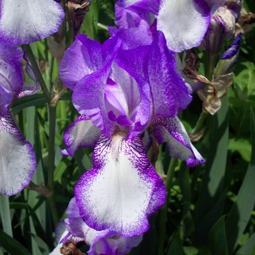 Iris germanica 'Loop the loop' - Giaggiolo Maggiore