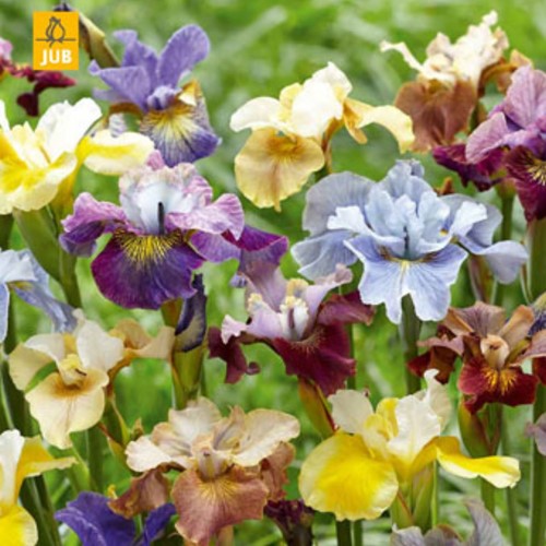 Iris sibirica Peacock Mix – Mix Colorata di Iris resistenti