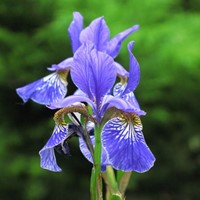 Iris Sibirica Perry's Blue - Siberische Lis (Driepack)