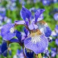 Iris Sibirica Perry's Blue - Siberische Lis (Driepack)-2