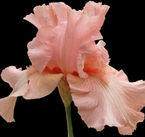 Iris Germanica Pin up Girl - Giaggiolo Maggiore (Confezione da sei)