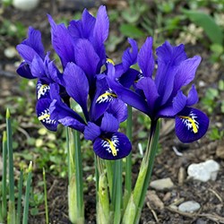 Iris reticulata - Iris reticolato
