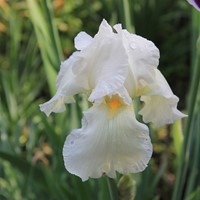 Iris Sibirica ‘Snow Queen’ - Giaggiolo siberiano (Confezione da 6)