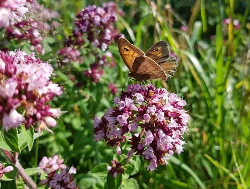 Origanum laevigatum Herrenhausen - Origano