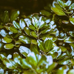 Ilex crenata Convexa - Japanse Hulst