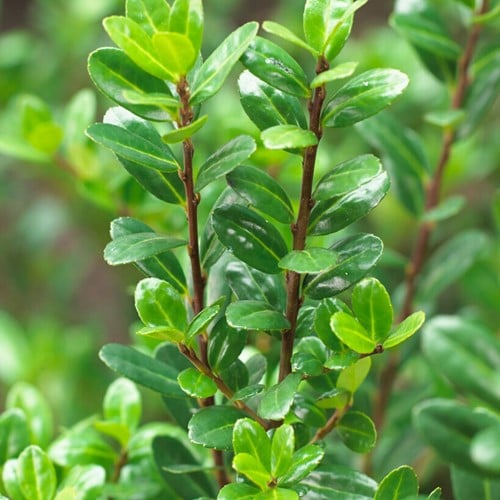 Ilex crenata Caroline Upright – Agrifoglio giapponese (P9,5)