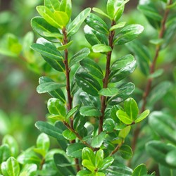 Ilex crenata Caroline Upright - Japanse Hulst (P 30-40 C2)