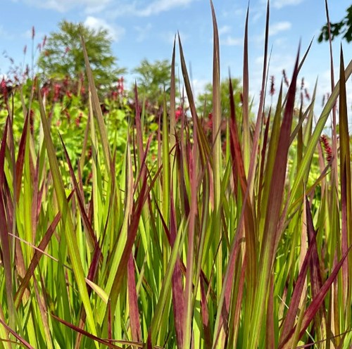 Imperata 'Red Baron' (Imperata cylindrica) (Erba ornamentale Giapponese) (Confezione da 6)