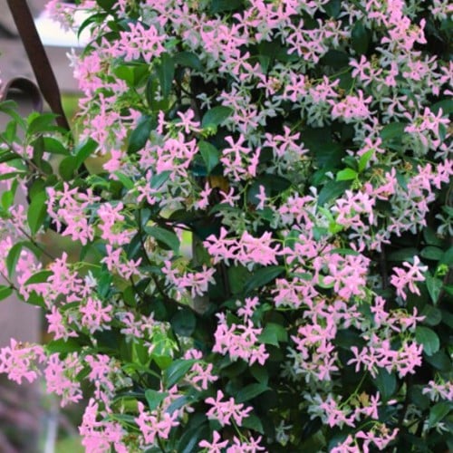 Gelsomino asiatico Pink Showers - Trachelospermum asiaticum