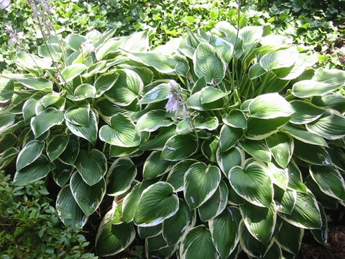 Hosta 'Francee'