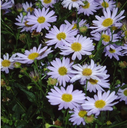 Kalimeris incisa Blue Star - Astro indiano