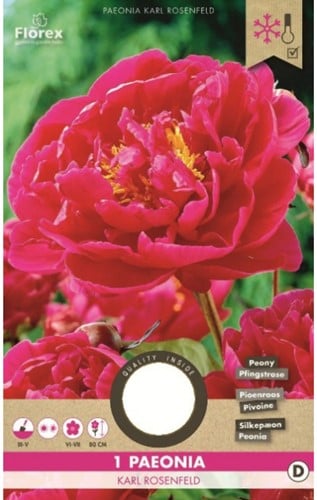 Peonia Karl Rosenfield - Paeonia